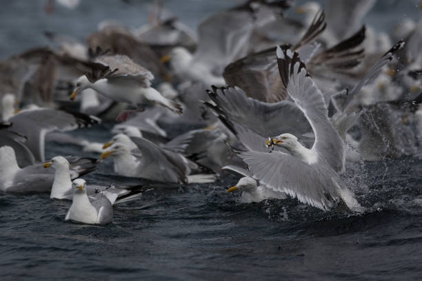 Herring gulls feeding on Sand eels stock photo