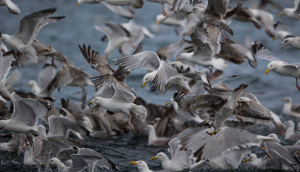 Herring gulls feeding on Sand eels stock photo