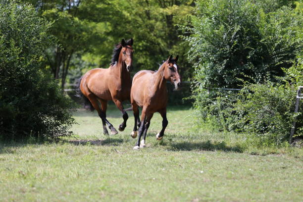 istock Beautiful horses galloping on summer meadow 1013082684