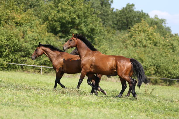 istock Thoroughbred young horses runs across a pasture summertime 1013082784