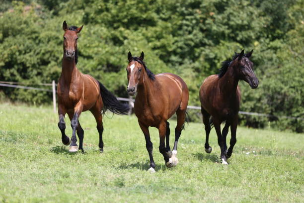 istock Thoroughbred young horses runs across a pasture summertime 1013082800