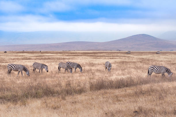 A herd of zebras in Serengeti National Park ,Tanzania. stock photo