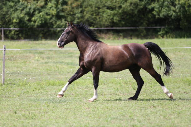 istock Thoroughbred young horses runs across a pasture summertime 1013083162
