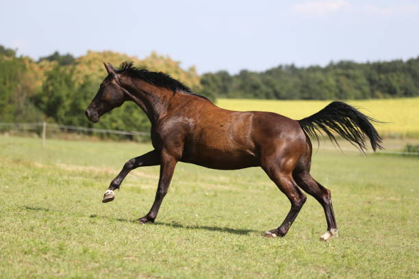 istock Thoroughbred young horses runs across a pasture summertime 1013083172