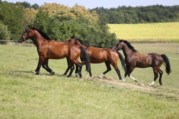 istock Thoroughbred young horses runs across a pasture summertime 1013083182