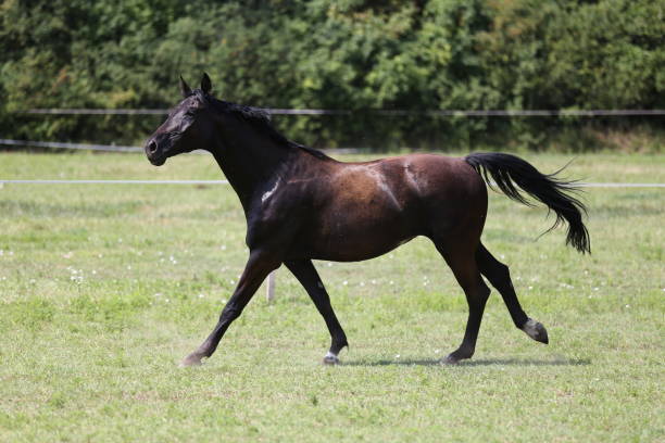 istock Thoroughbred young horses runs across a pasture summertime 1013083236
