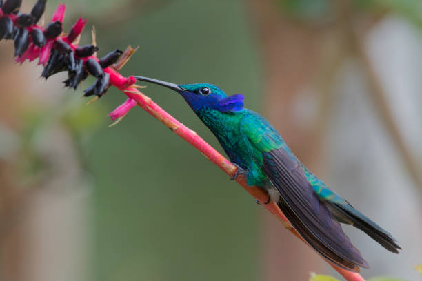 istock Colibri coruscans bird trochilidae 1013083244