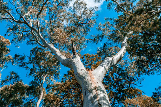 istock Beautiful native Australian gum tree canopy and blue sky 1013085596