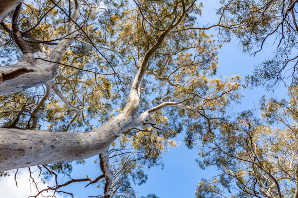 istock Looking up at eucalyptus tree and blue sky in Australia 1013085668