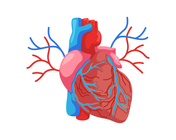 illustrations, cliparts, dessins animés et icônes de coeur en santé interne organe humain illustration - human heart heart disease healthy lifestyle human internal organ