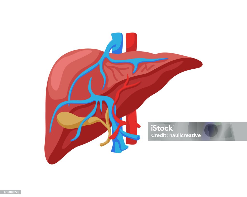 Healthy Liver Internal Human Organ Illustration Stock Illustration -  Download Image Now - Alcohol - Drink, Alertness, Anatomy - iStock
