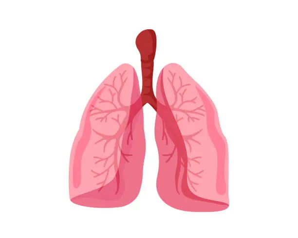 Healthy Lungs Internal Human Organ Illustration Internal Human Organ Illustration, Suitable for Education, Infographic, Game Asset, Book Illustration, And Other Medical And Health Related Purpose lungs stock illustrations