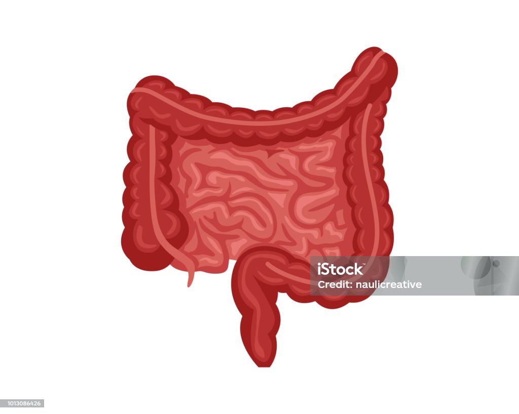 Healthy Intestines Internal Human Organ Illustration Stock Illustration -  Download Image Now - iStock