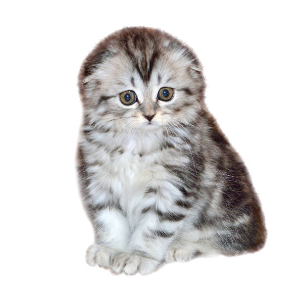 Portrait of little kitten of Highland Fold or or Scottish Fold longhaired and  flap-eared breed with fur colored in black marble on silver, close up, isolated on a white background
