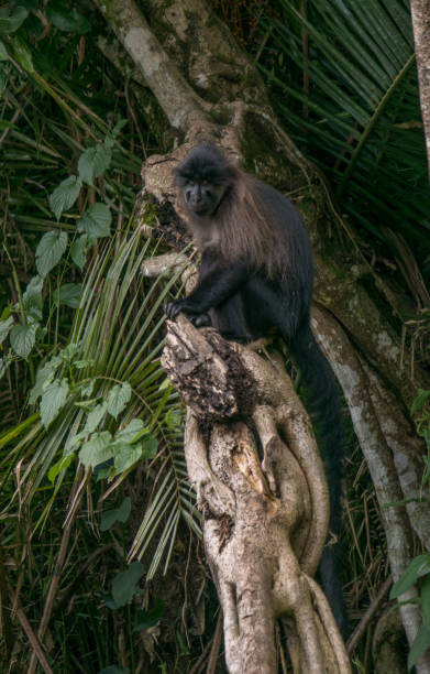 istock Wild Grey-Cheeked Mangabey Monkey in Uganda's Kibale National Park 1013089814