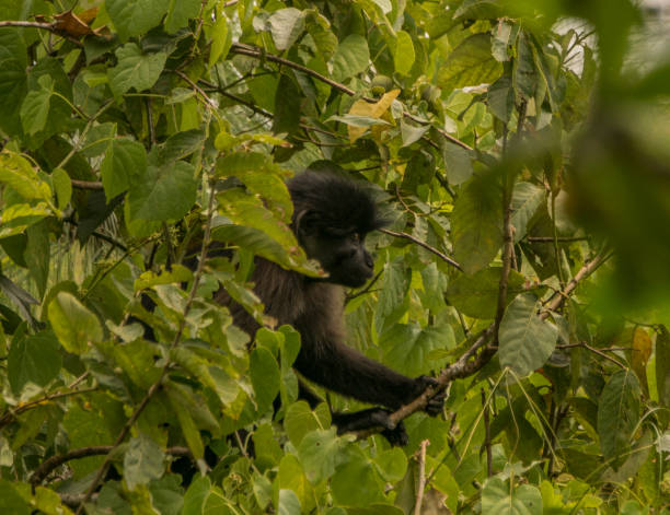 istock Wild Grey-Cheeked Mangabey Monkey in Uganda's Kibale National Park 1013089820
