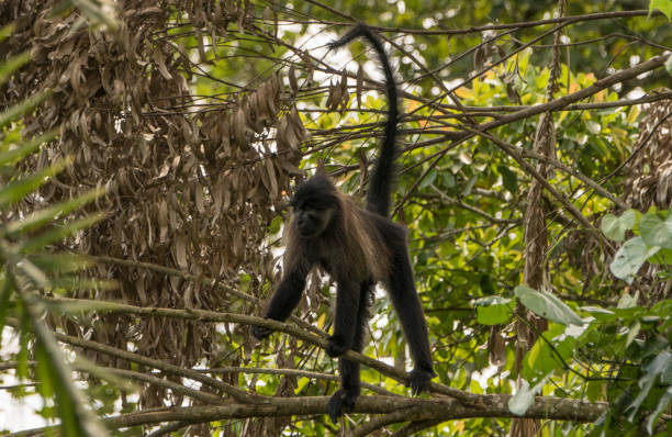 Wild Grey-Cheeked Mangabey Monkey in Uganda's Kibale National Park