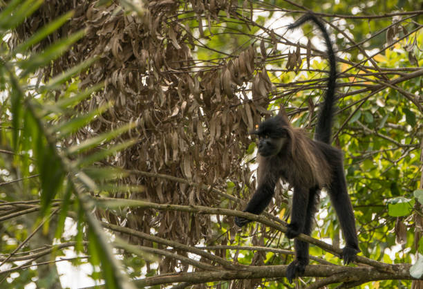istock Wild Grey-Cheeked Mangabey Monkey in Uganda's Kibale National Park 1013090014