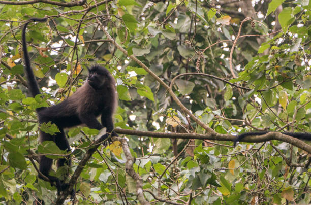 istock Wild Grey-Cheeked Mangabey Monkey in Uganda's Kibale National Park 1013090018