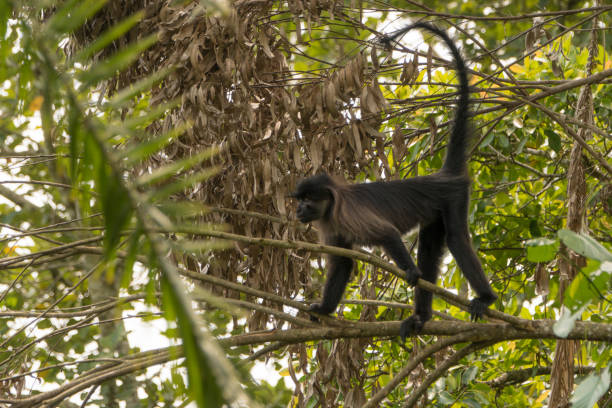 istock Wild Grey-Cheeked Mangabey Monkey in Uganda's Kibale National Park 1013090080