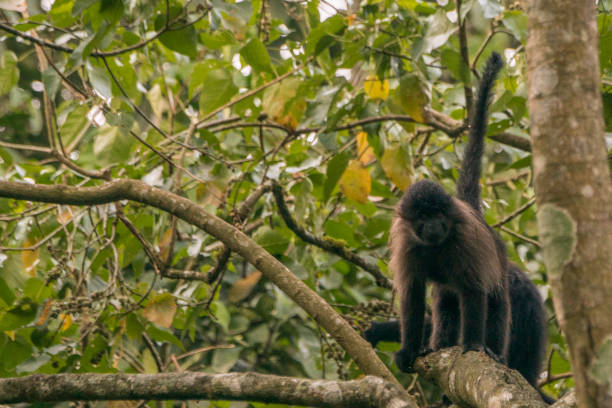 istock Wild Grey-Cheeked Mangabey Monkey in Uganda's Kibale National Park 1013090130