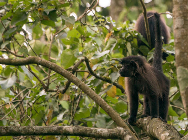 istock Wild Grey-Cheeked Mangabey Monkey in Uganda's Kibale National Park 1013090190