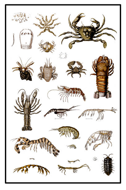 Illustration of a Crustaceans form a large, diverse arthropod taxon which includes such familiar animals as crabs, lobsters, crayfish, shrimp, krill, woodlice, and barnacles.