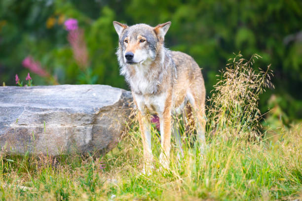 istock Large male grey wolf standing in a field in the forest 1013097144