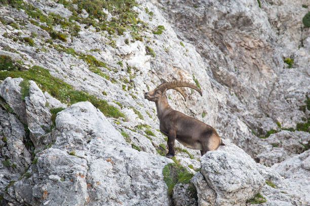 istock Adult male Alpine ibex (Capra ibex) 1013097176