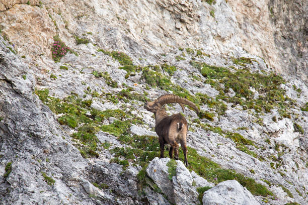 istock Adult male Alpine ibex (Capra ibex) 1013097220
