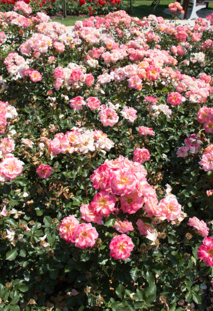 istock Beautiful fresh roses as a spring background 1013099844