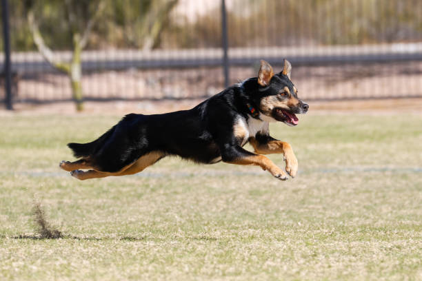 istock Dog at the park in mid air 1013102080