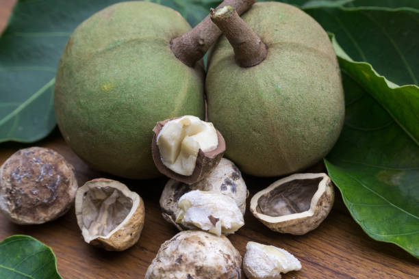 istock Candlenut or kukui fruit and seeds 1013103170