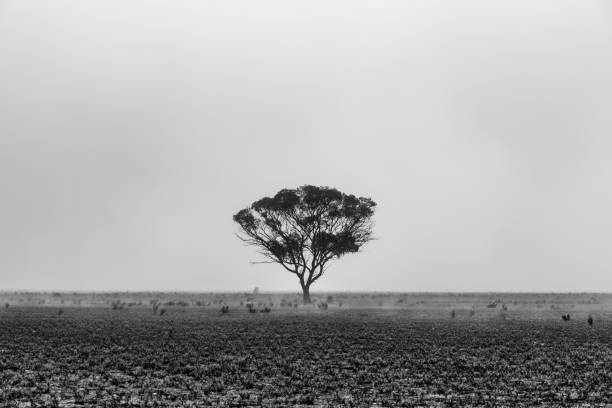 Bleak tree in a meadow in front of very foggy sky in a spooky black and white landscape. Rastatt, Germany.