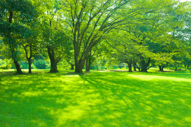istock shade of trees in the park 1013106664