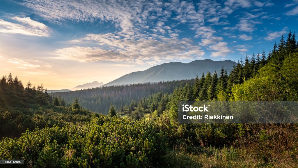 Vue panoramique de montagne avec humeur lever de soleil au matin d’été dans le Parc National des Tatras, Pologne - Photo de Forêt libre de droits