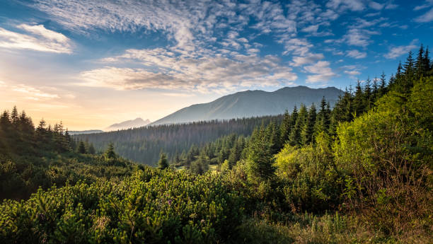 vista panoramica sulle montagne con alba d'atmosfera nella mattina d'estate nel parco nazionale di tatra, polonia - carpathian mountain range foto e immagini stock