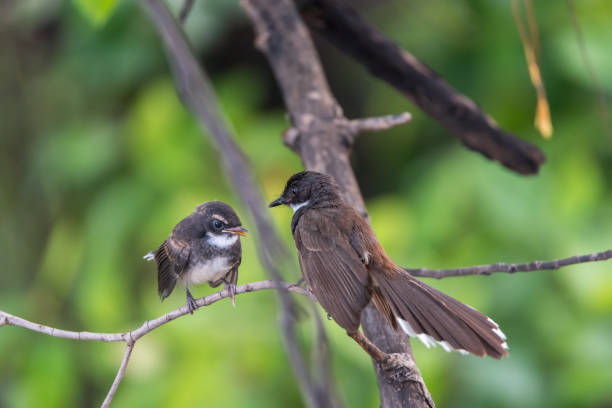 istock Two birds (Malaysian Pied Fantail) in nature wild 1013112780