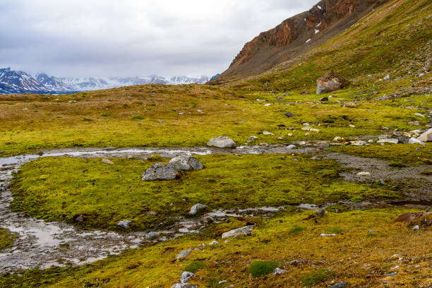 istock Green nature of Spitsbergen, Arctic 1013115828