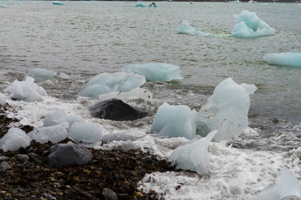 istock Ice pieces on the coast in Arctic 1013115904