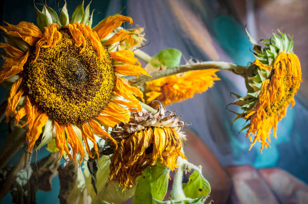 istock Four withered sunflowers in vase, close-up 1013116288