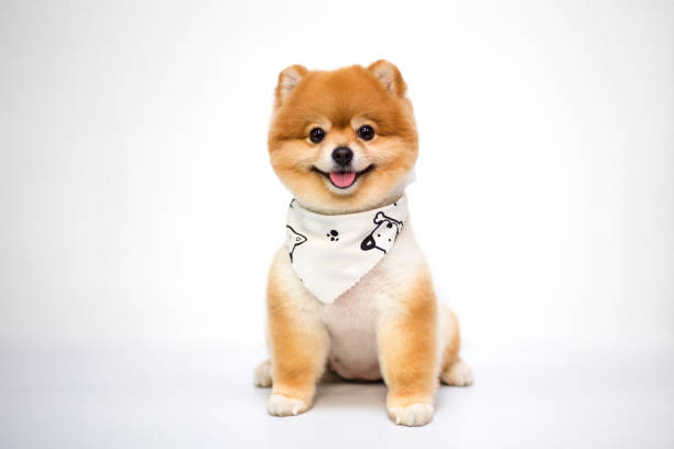 Pomeranian dog Pomeranian dog on white background. pomeranian stock pictures, royalty-free photos & images