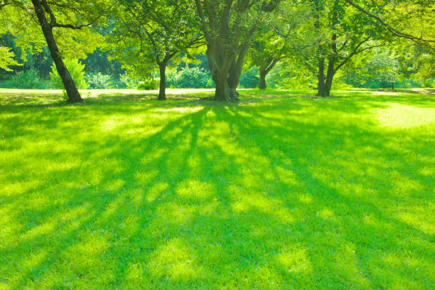 Sunny park