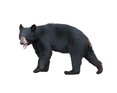 Black bear eating berries by the roadside