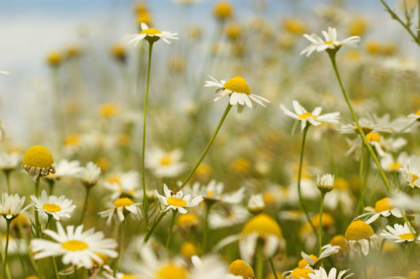istock Field of white camomile flowers 1013123104