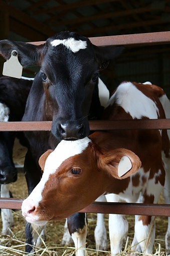 A red and white Holstein calf and a black and white one stick their heads through the gate to look at the camera