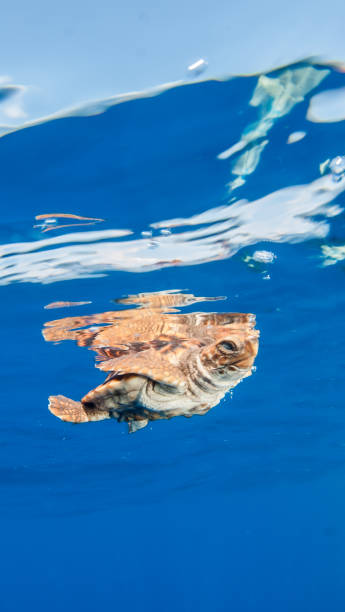 istock Sea Turtle release at the Bahamas 1013126382