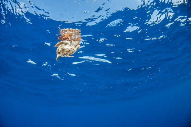 istock Sea Turtle release at the Bahamas 1013126536