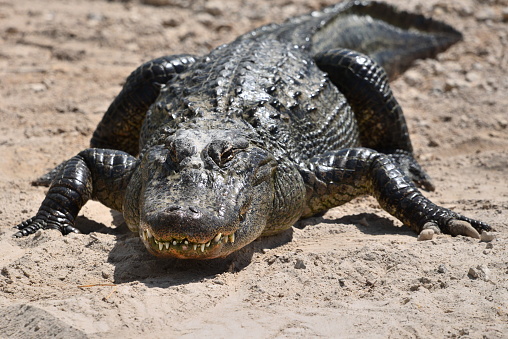 An American alligator shows its teeth while it basks in the sun in Florida.