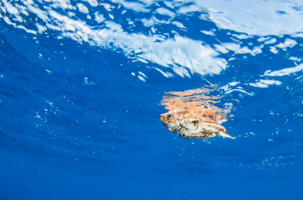istock Sea Turtle release at the Bahamas 1013126598